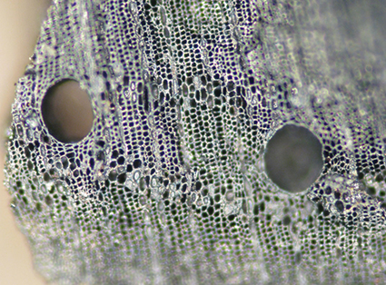 Calophyllum-aTS-3 small