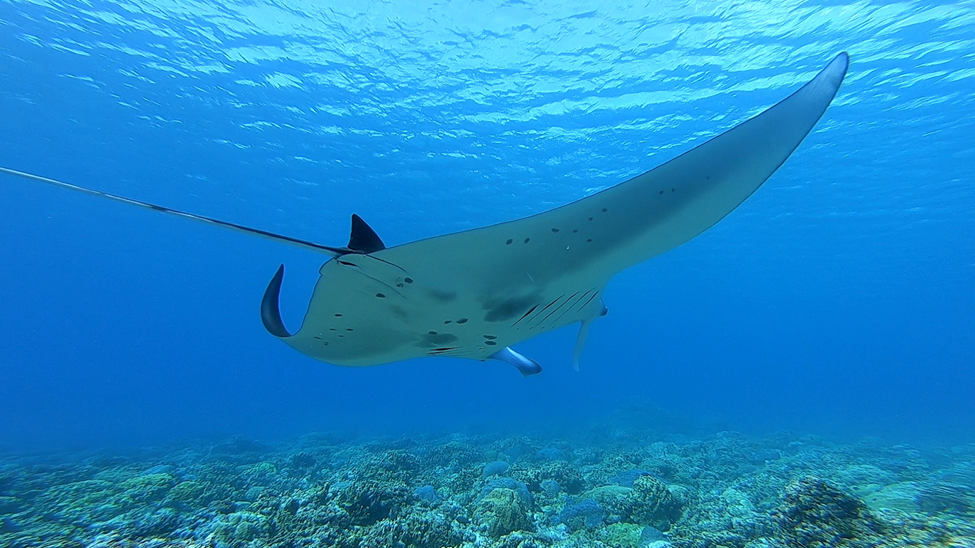 MANTA CONTACT BACKGROUND 2